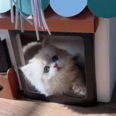 ブリティッシュロングヘア