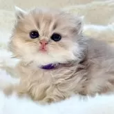 ブリティッシュショートヘア