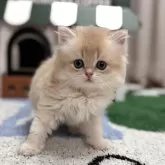 ブリティッシュロングヘア