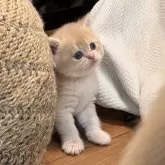 ブリティッシュショートヘア