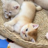 ブリティッシュショートヘア