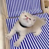 ブリティッシュショートヘア