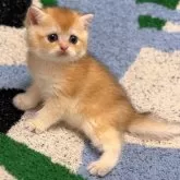 ブリティッシュショートヘア