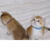 ブリティッシュショートヘア