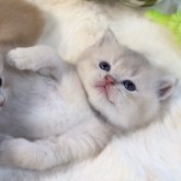 ブリティッシュショートヘア