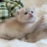 ブリティッシュショートヘア【埼玉県・男の子・2025年9月19日・ライラックゴールデン】の写真3