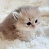 ブリティッシュショートヘア【埼玉県・女の子・2025年10月20日・ブルーゴールデン(ロング)】の写真2