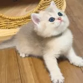 ブリティッシュショートヘア【埼玉県・女の子・2025年10月20日・ブルーゴールデン】の写真3