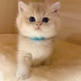 ブリティッシュショートヘア【埼玉県・女の子・2025年10月30日・ライラックゴールデンシェル】の写真4