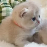 ブリティッシュショートヘア【埼玉県・男の子・2025年9月19日・ライラックゴールデン】の写真6