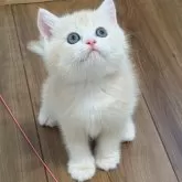 ブリティッシュショートヘア【埼玉県・男の子・2025年10月9日・ライラックゴールデンシェル】の写真2