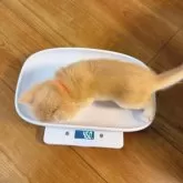 ブリティッシュショートヘア【埼玉県・男の子・2025年9月19日・ライラックゴールデン】の写真2「生まれた3週間体重は328gです。兄弟より大きいです。」