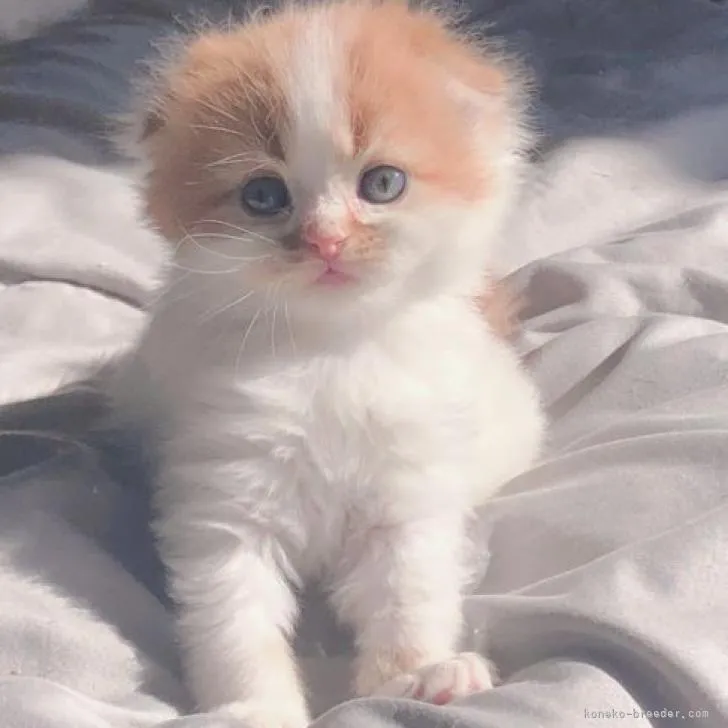 ID:2301-00940の子猫