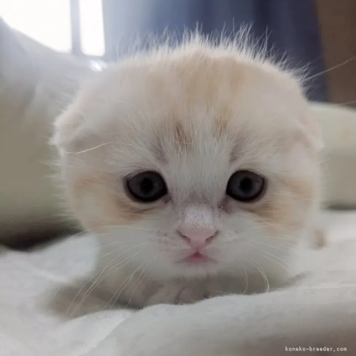 Y.O 様のお迎えした子猫