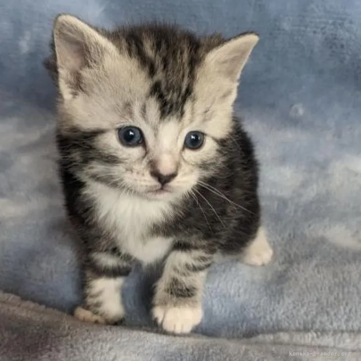 ID：2302-00125の子猫