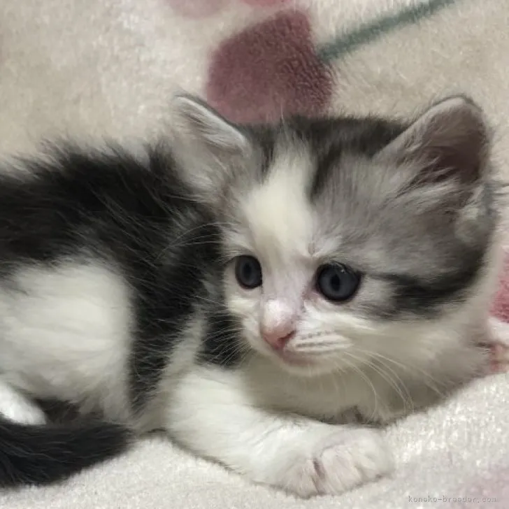 ID:2307-00878の子猫
