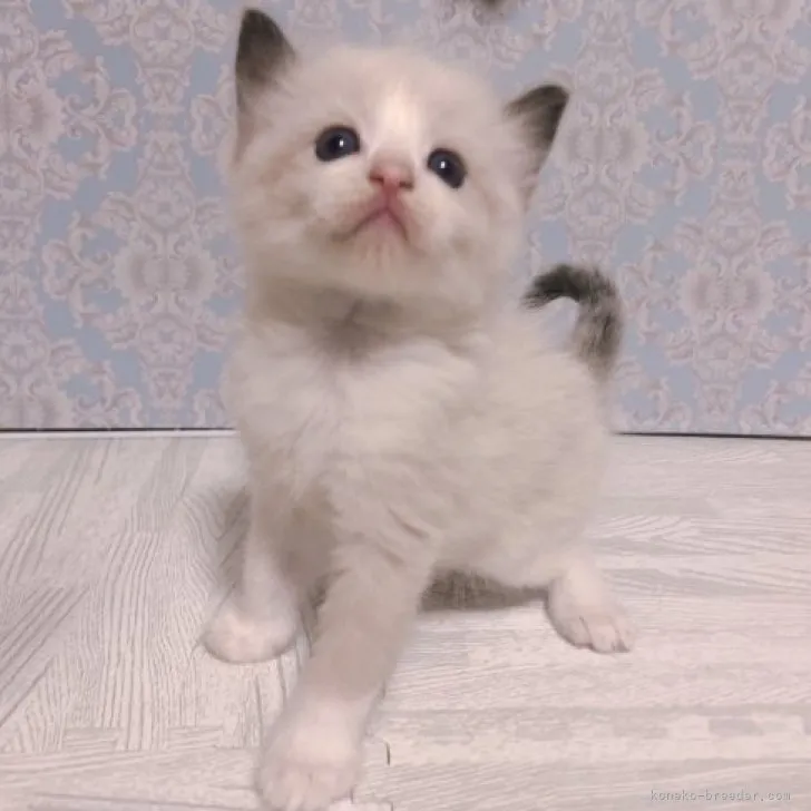 ID：2310-00057の子猫
