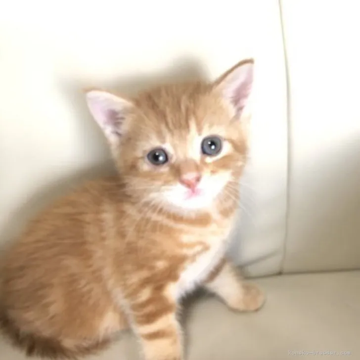 ID:2307-02182の子猫