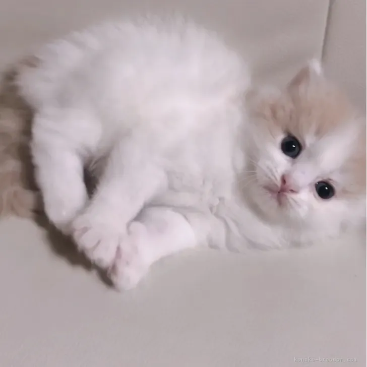 ID:2307-02974の子猫