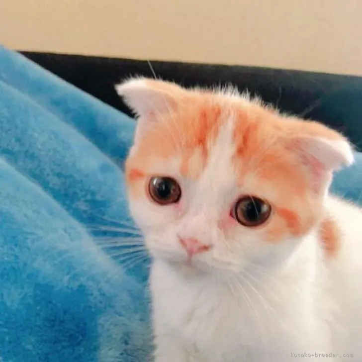 ID:2207-01933の子猫