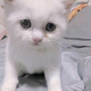 スコティッシュフォールド(立ち耳)【愛知県・男の子・2022年12月13日・クリームタビーホワイト（短毛）】の写真「見に来て下さい。見たらわかります(￣▽￣)」