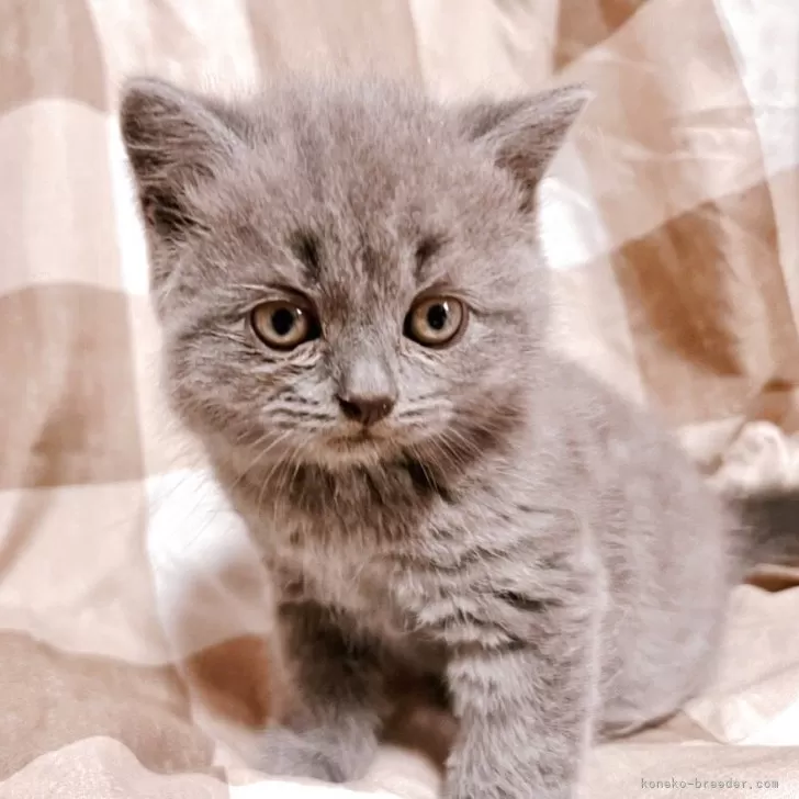 ID：2505-03734の子猫