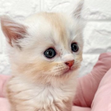 スコティッシュフォールド(立ち耳)【愛知県・男の子・2025年6月27日・クリームタビーホワイト（ロング）】の写真「とにかく可愛い子です♡♡」