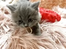 ブリティッシュショートヘア【愛知県・男の子・2025年4月26日・ブルー】の写真8