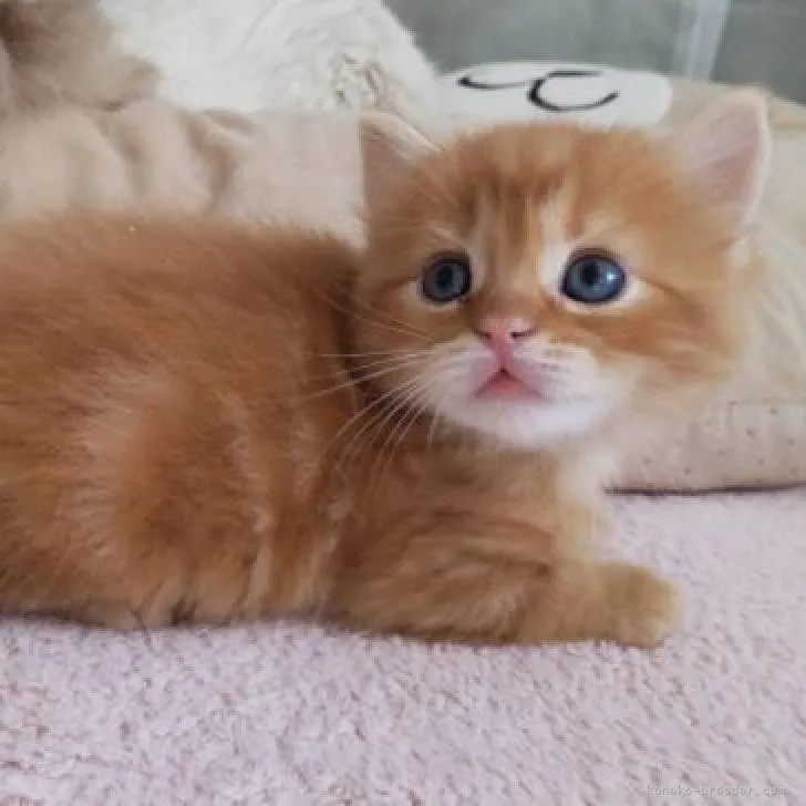 ID：2301-01712の子猫