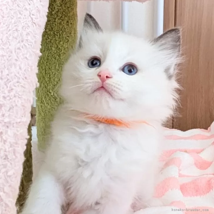 R.Ｉ 様のお迎えした子猫