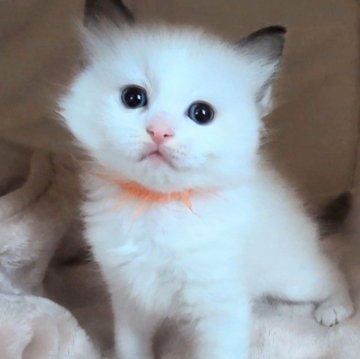 ラグドール【三重県・女の子・2025年10月4日・シールポイントバイカラー（ふわふわ）】の写真「かわいい甘えん坊な女の子🧡」