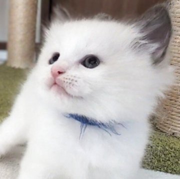 ラグドール【三重県・男の子・2025年10月4日・シールポイントバイカラー（ふわふわ）】の写真「甘えん坊で優しいぼくちん💙」