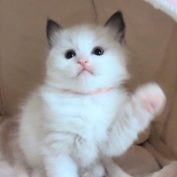 ラグドール【三重県・女の子・2025年10月4日・シールポイントバイカラー（ふわふわ）】の写真「誰よりも膝の上が大好きな甘えん坊🩷」