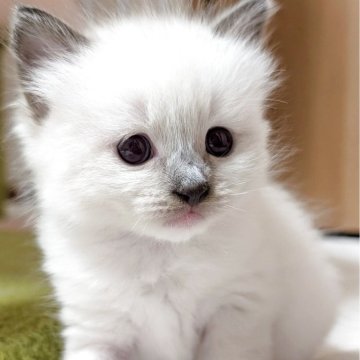 ラグドール【三重県・男の子・2025年10月4日・シールポイントミテッド（ふわふわ）】の写真「遊ぶのだいすき！人もだいすき！な可愛い男の子💜」