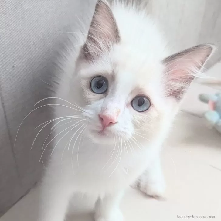 ID：2409-03256の子猫