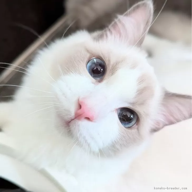 ID：2405-02817の子猫