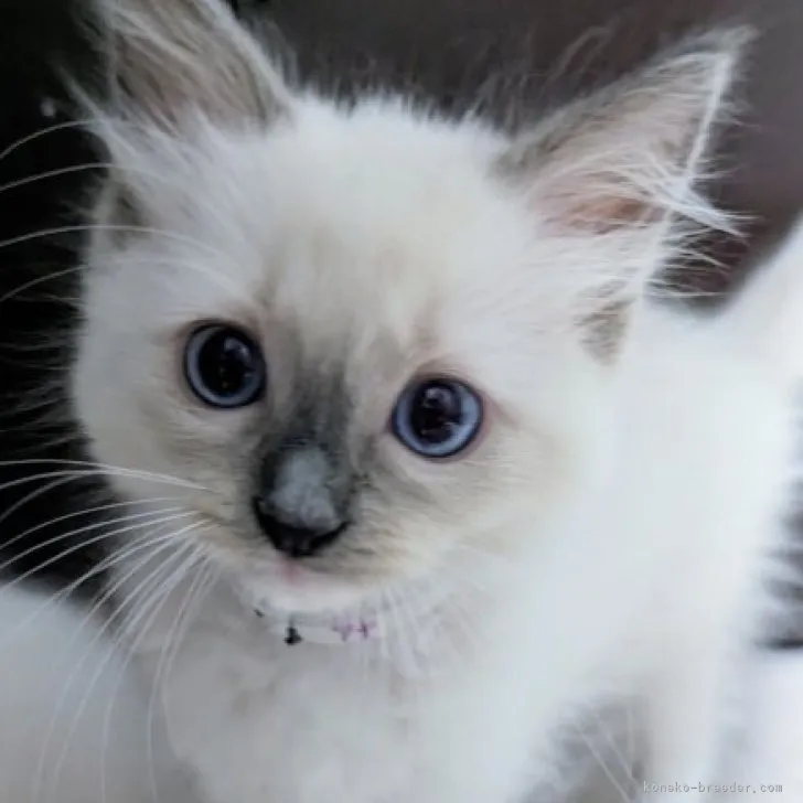 O.Y 様のお迎えした子猫