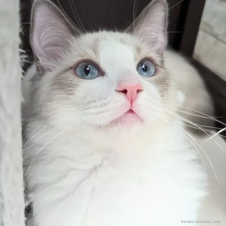 ID:2309-02157の子猫