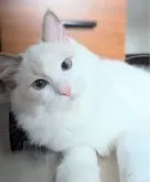 ラグドール【東京都・男の子・2024年4月8日・ブルーポイントバイカラー】の写真4「どんどん甘えん坊になってきました😍」