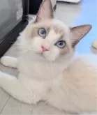 ラグドール【東京都・男の子・2025年5月22日・ブルーポイントバイカラー】の写真10「イイコイイコしてもいいんだよ」