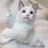 ラグドール【東京都・男の子・2025年5月22日・ブルーポイントバイカラー】の写真11「なんでやねんっ」