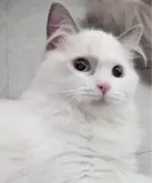 ラグドール【東京都・女の子・2025年5月6日・ブルーポイントバイカラー】の写真11「名前を呼ぶと来てくれる甘えん坊ちゃん🌸」