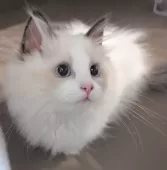 ラグドール【東京都・男の子・2025年5月30日・シールポイントバイカラー】の写真11「つぎはどこにいくの？🍀」