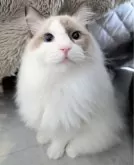 ラグドール【東京都・男の子・2025年3月26日・シールポイントバイカラー】の写真13「一緒に寝られる幸せを運ぶもふもふ君🍀」