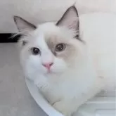 ラグドール【東京都・男の子・2025年3月26日・シールポイントバイカラー】の写真12「ふんわりおっとりの優しいSUPER甘えん坊🌷」