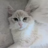 ラグドール【東京都・男の子・2025年5月22日・ブルーリンクスポイントバイカラー】の写真13「すぐにお腹を見せてじゃれじゃれ😻」