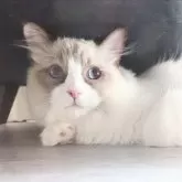 ラグドール【東京都・男の子・2025年5月30日・シールポイントバイカラー】の写真13「もっといっぱい甘えてもいいかなぁ」