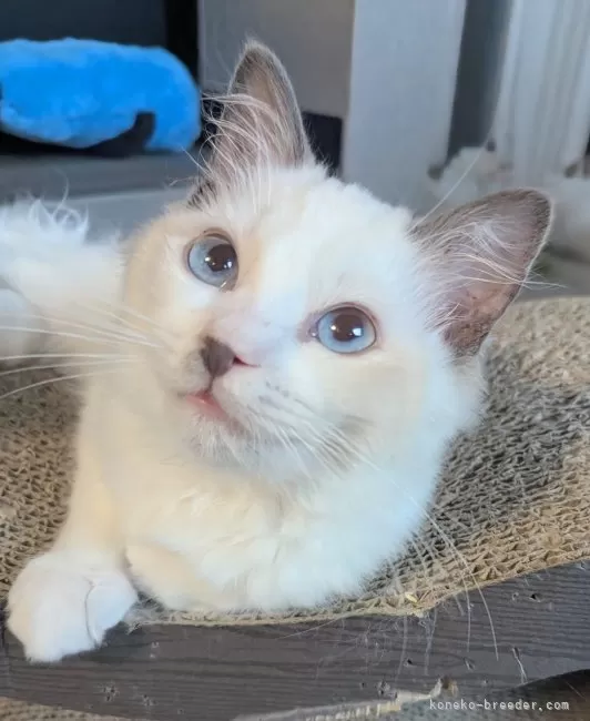 ※ねこねこ※　　　　　　　　　　　　　　【超激レア 美品】ポーター 食器 猫 ヘルスウォーター フードボウル L ごはん用 段入り 食べ
