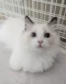 ラグドール【東京都・男の子・2025年5月30日・シールポイントバイカラー】の写真14「いつもトテトテ後をついていくよ！」