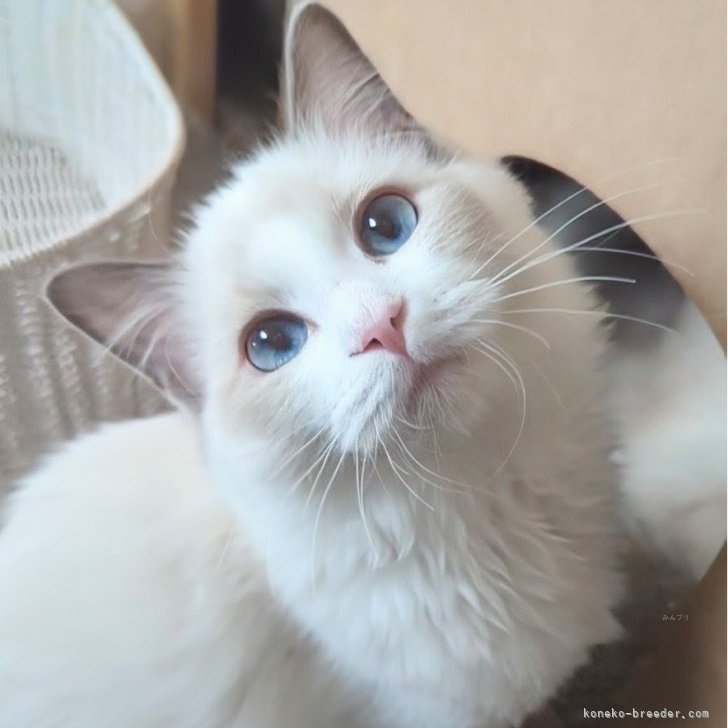 ブリーダー画像